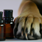 essential-oils-for-tumors-on-dogs.png