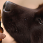how-to-apply-essential-oils-to-dogs.png