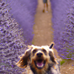 is-lavender-safe-for-dogs.png