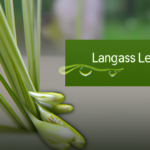 lemongrass-essential-oil.png