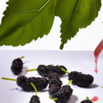 mulberry-essential-oils.png