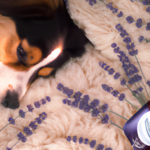 peace-and-calming-essential-oils-for-dogs.png