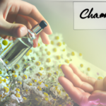 the-complete-guide-to-roman-chamomile-oil-benefits-uses-cautions.png