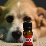what-type-of-aromatherapy-oils-are-bad-for-dogs.png