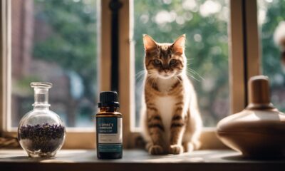 essential oils and cats