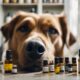 essential oils with dogs