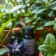 repelling gnats with essential oils