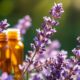 elevate aromatherapy with lavender