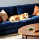 pet friendly sofa materials guide