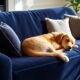 stylish sofa covers for dogs