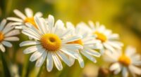 chamomile promotes relaxation and calmness
