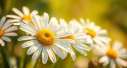 chamomile promotes relaxation and calmness