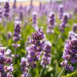 lavender s benefits and uses