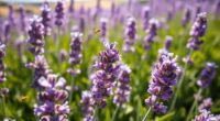 lavender s benefits and uses