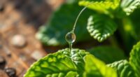 refreshing peppermint essential oil
