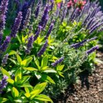scented gardens for relaxation