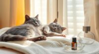 calm cat with aromatherapy