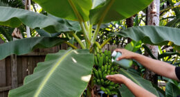 6 Best Banana Plants for Garden Growing in 2026