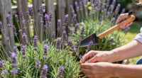 The Very Best Lavender to Grow in Every Zone, Because We All Need This Wonderful Plant in Our Lives