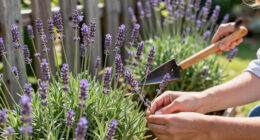 The Very Best Lavender to Grow in Every Zone, Because We All Need This Wonderful Plant in Our Lives