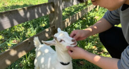 Baby Goats From A Traveling Petting Zoo Test Positive For Rabies